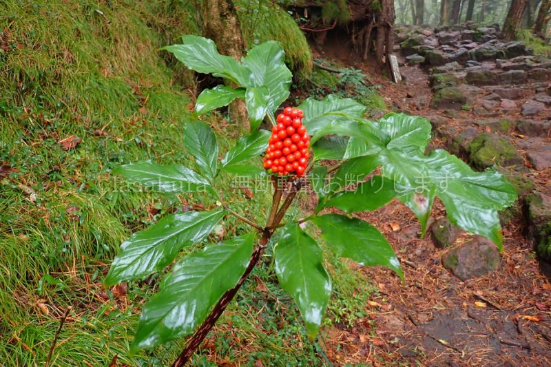 鹿児島県 韓国岳 マムシグサ マムシグサの実