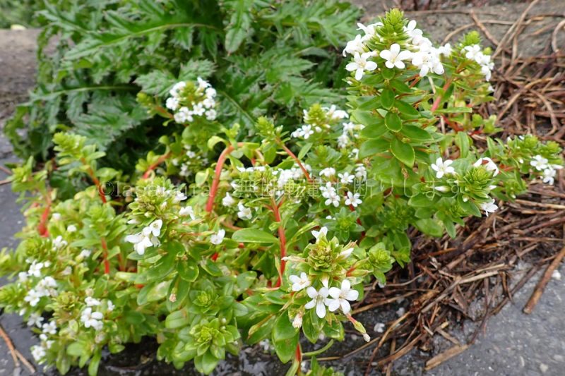 与論島 ハマボッス