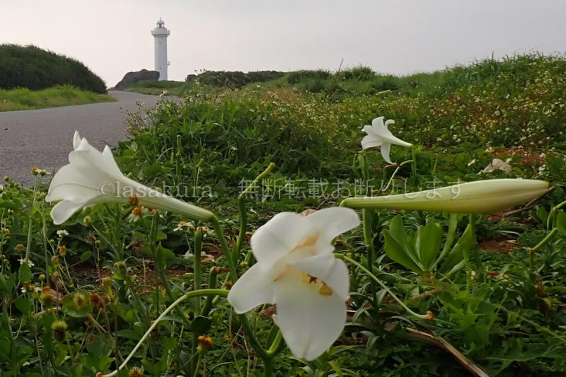 宮古島 テッポウユリ