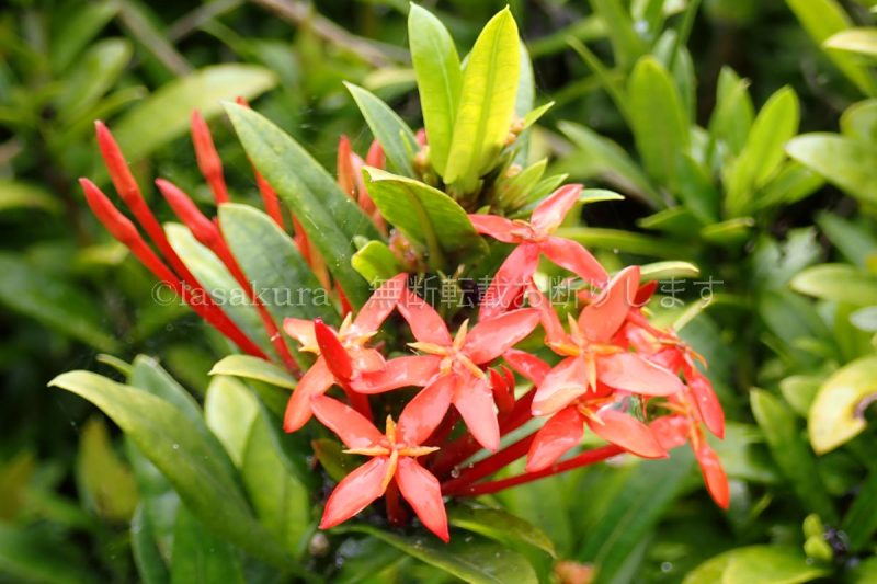 沖縄県 竹富島沖縄県竹富島サンタンカ