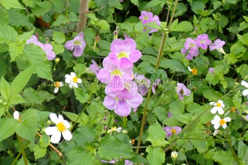 沖縄県 竹富島 コロマンソウ