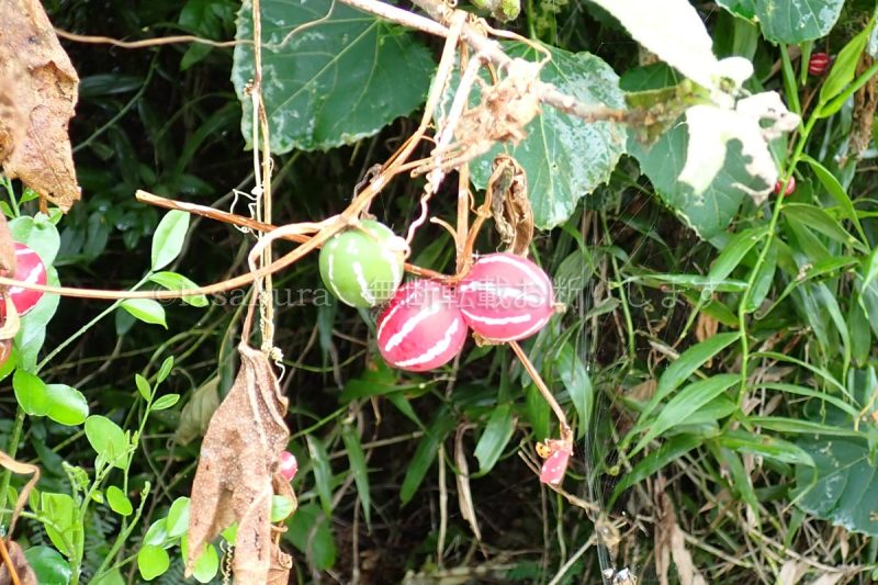 沖縄県 竹富島 オキナワスズメウリ