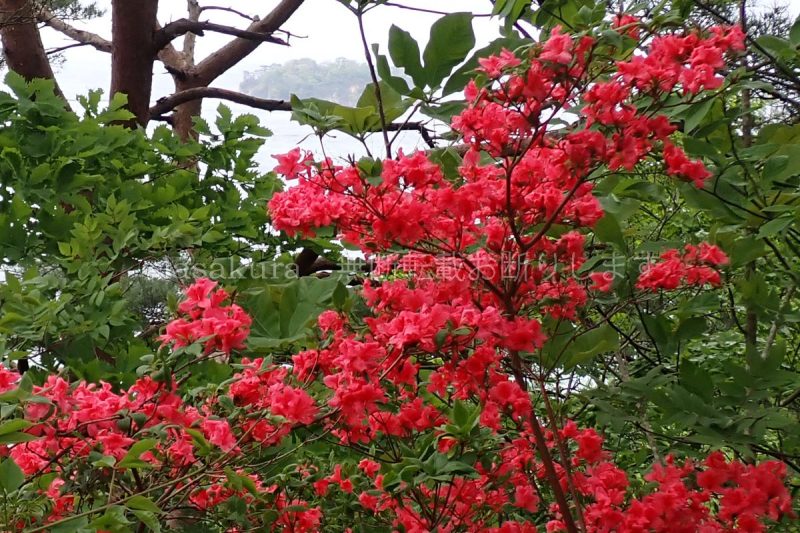 岩手県 浄土ヶ浜 ヤマツツジ