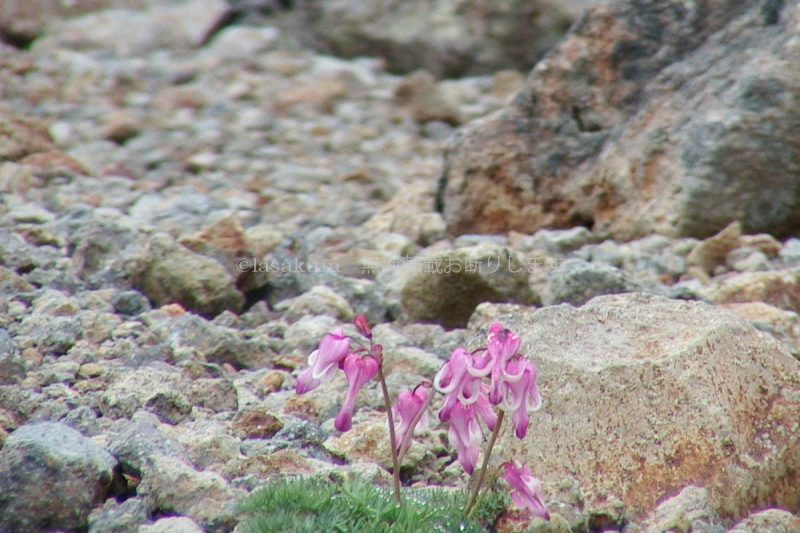 乗鞍 富士見岳 コマクサ