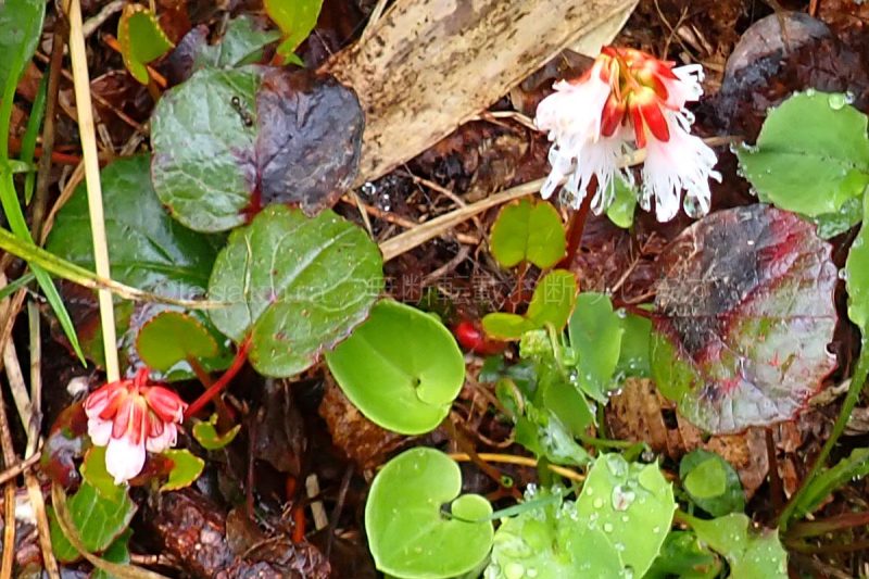 秋田駒ケ岳 コイワカガミ　白