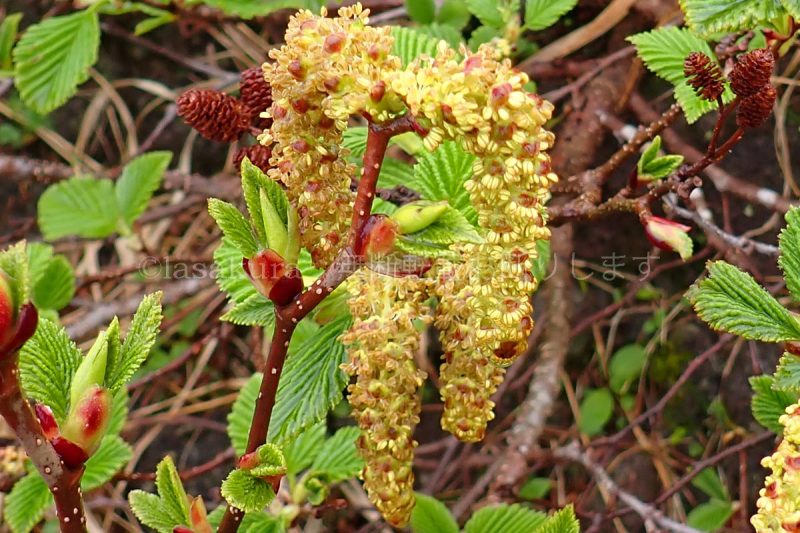秋田駒ケ岳 ミヤマハンノキ