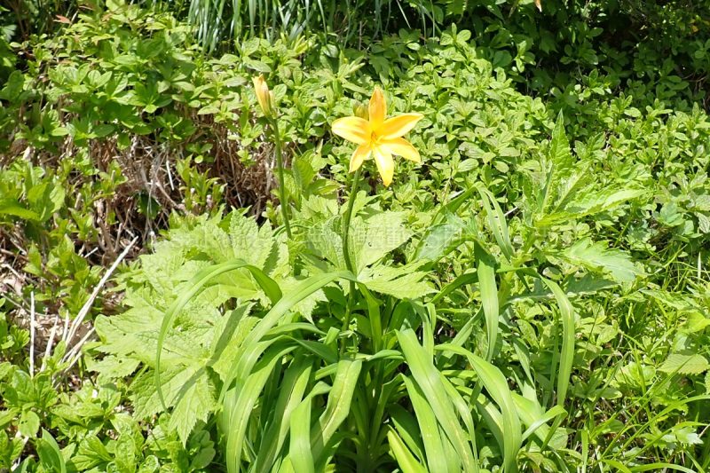秋田県 森吉山 ニッコウキスゲ