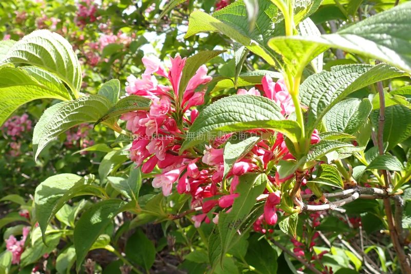 蔵王山 駒草平 タニウツギ
