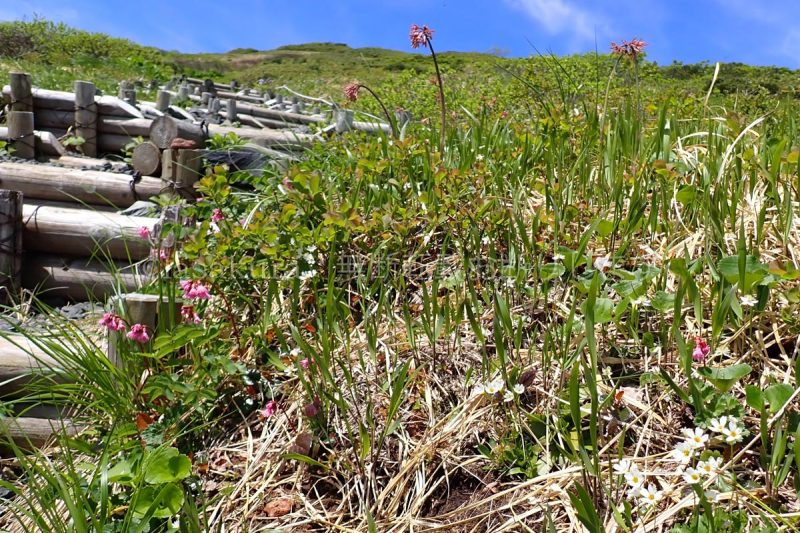 栗駒山 イワカガミ ヒナザクラ ショウジョウバカマ
