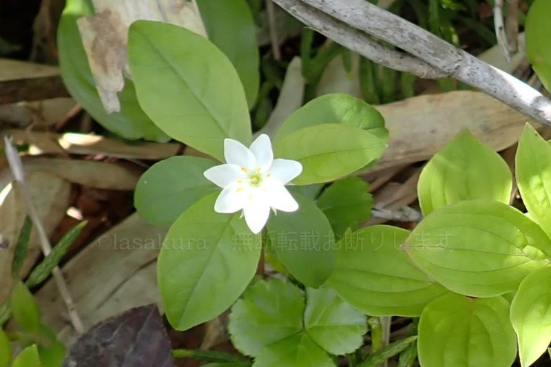 栗駒山 ツマトリソウ