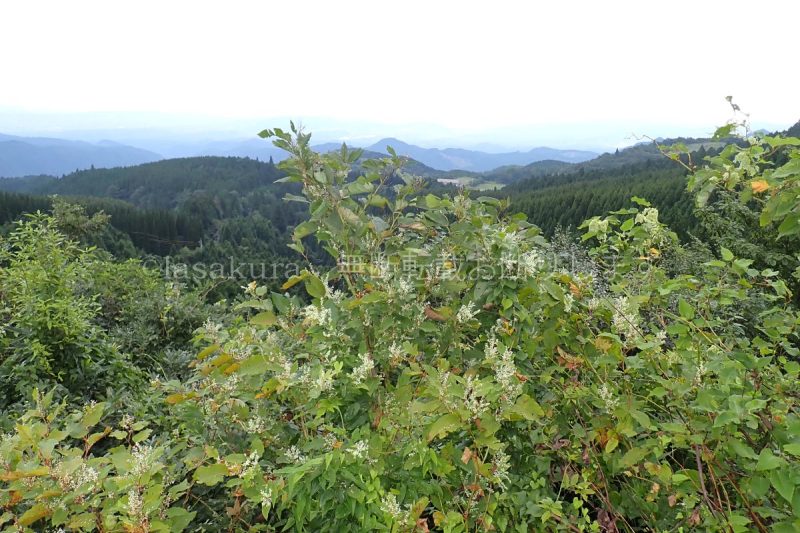 福岡県 釈迦岳 イタドリ