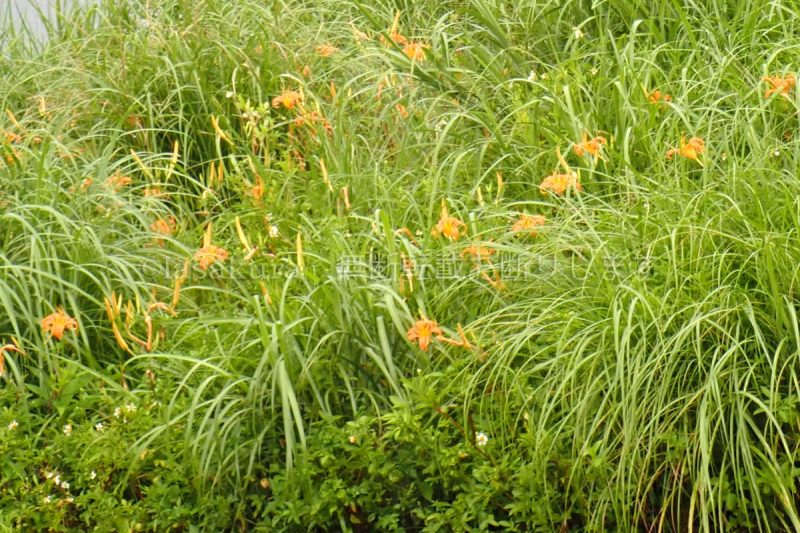 沖縄県 久米島 アキノワスレナグサ