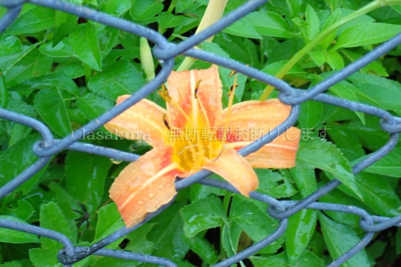 沖縄県 久米島 アキノワスレナグサ