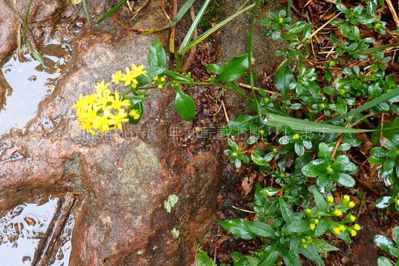 鹿児島県 韓国岳 アキノキリンソウ
