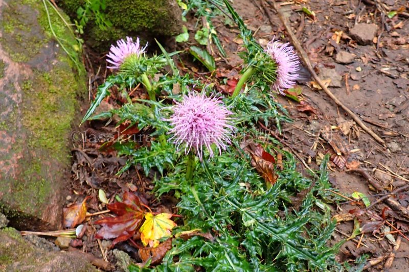 鹿児島県 韓国岳 ツクシアザミ
