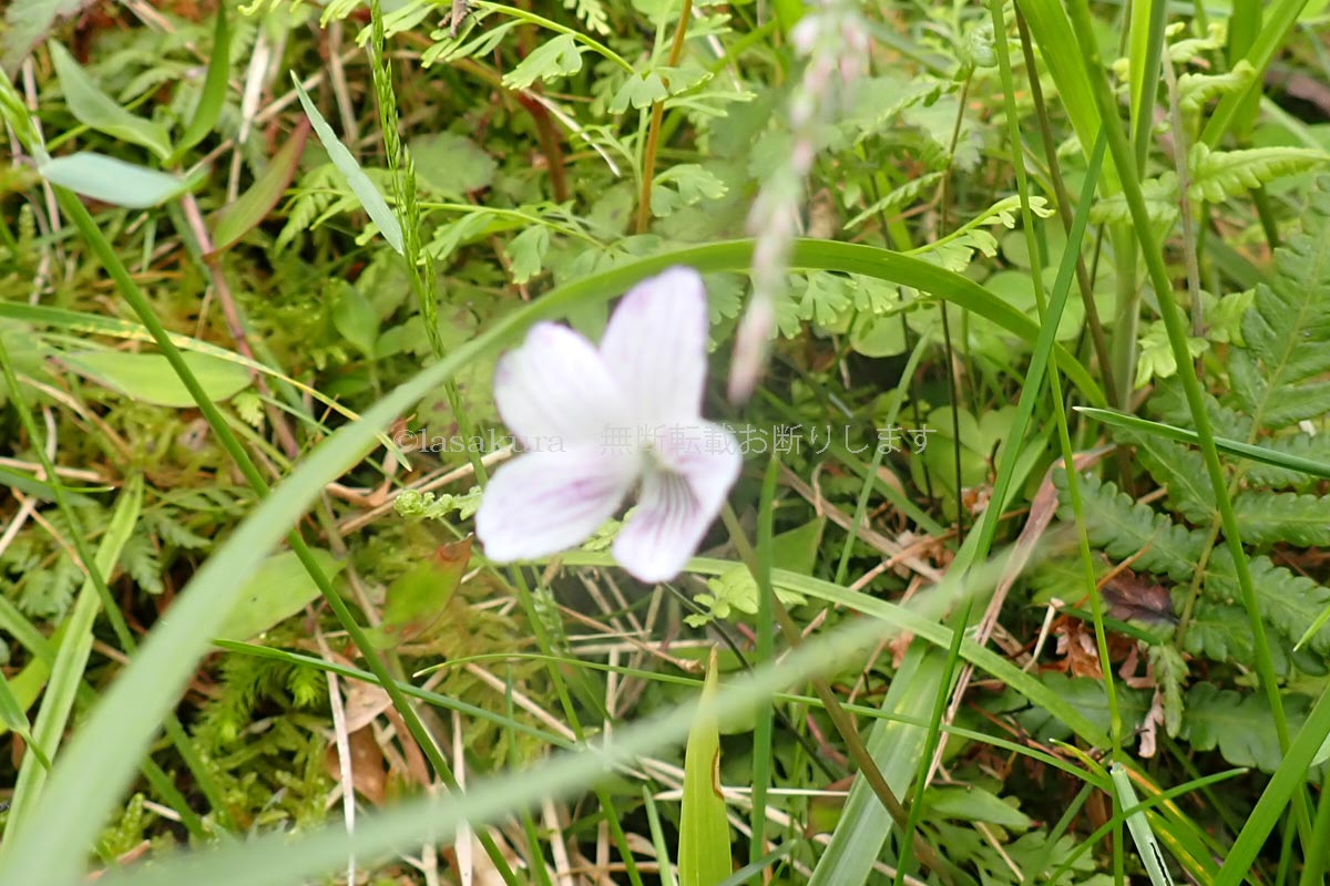 奄美大島 油井岳 リュウキュウシロスミレ