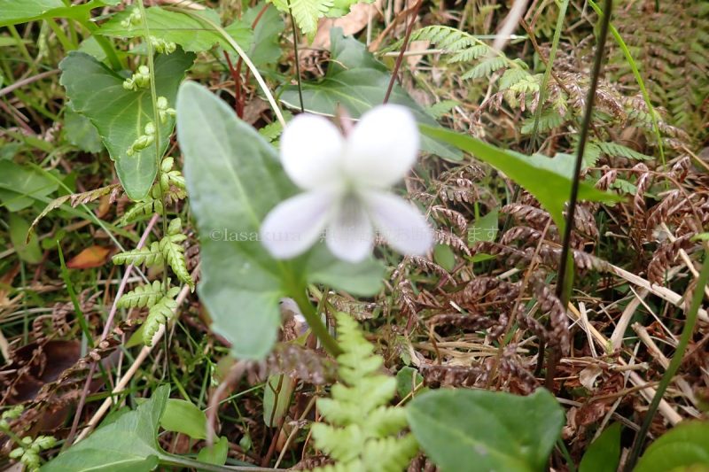 奄美大島 油井岳 リュウキュウシロスミレ