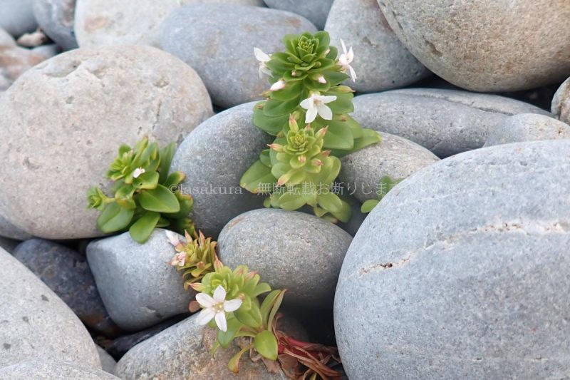 奄美大島 ハマボッス 浜払子