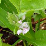 シロバナハクサンチドリ