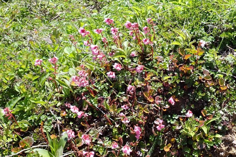 蔵王山 苅田岳 イワカガミ