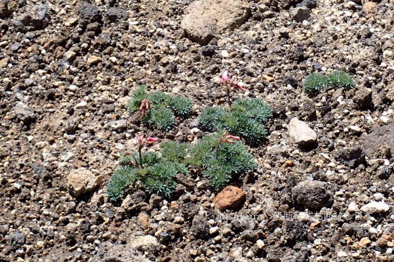 蔵王山（苅田岳・熊野岳）コマクサ