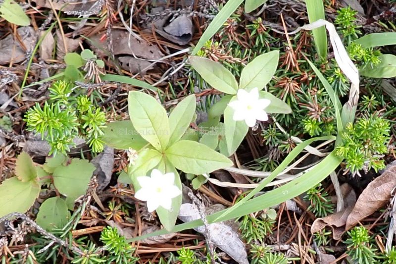 蔵王山 大黒天 ツマトリソウ