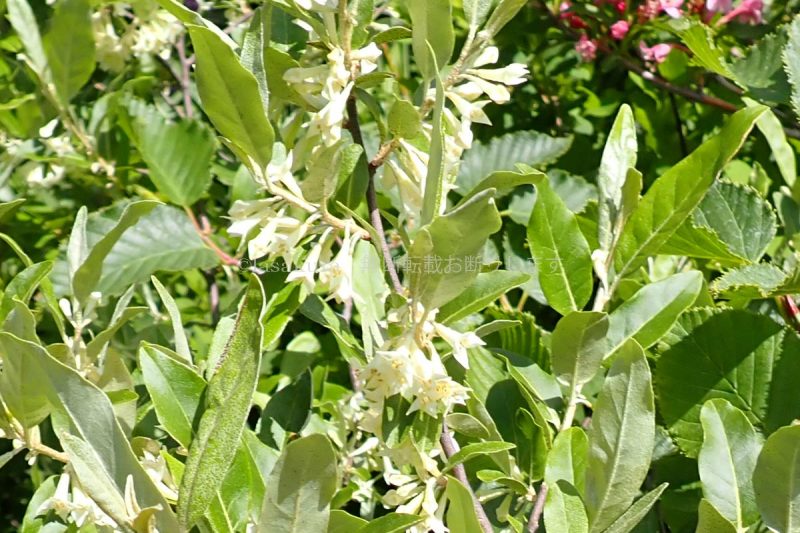 蔵王山 駒草平 アキグミ