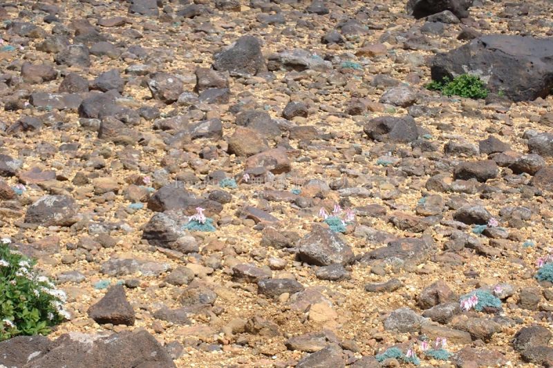 蔵王 駒草平 コマクサ