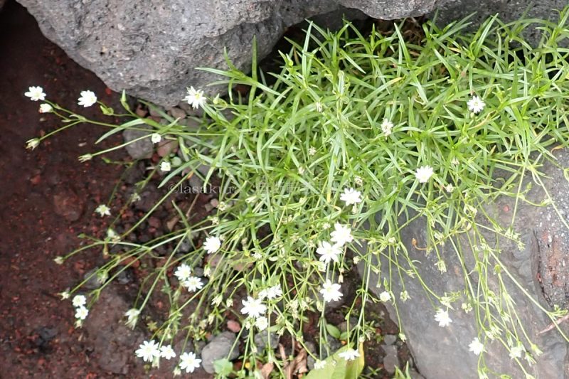 富士山 イワツメクサ