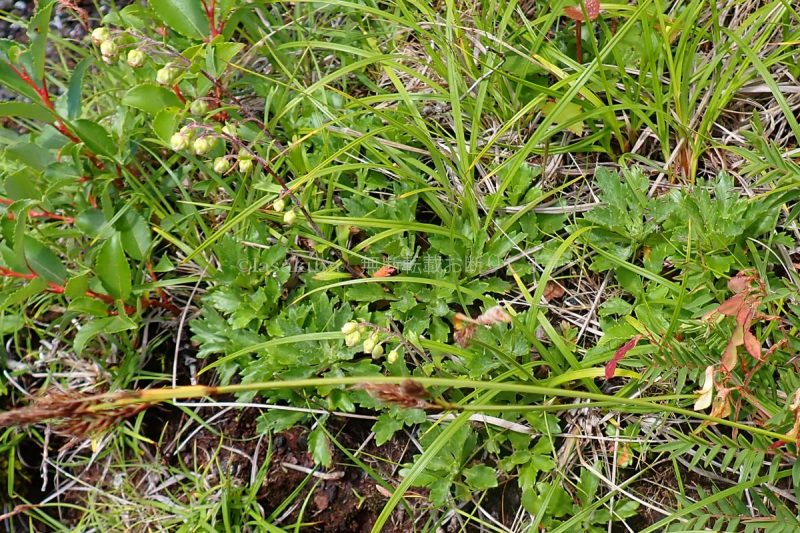 富士山 宝永山～プリンスルートのお花畑 ミヤマオトコヨモギ