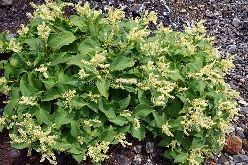 富士山 イタドリ