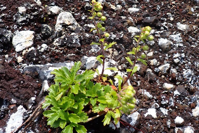 富士山 宝永山～プリンスルート ミヤマオトコヨモギ
