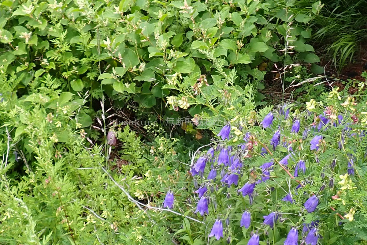 富士山 富士宮口バス停付近 ヤマシャジン イワオウギ イタドリ ミヤマオトコヨモギ