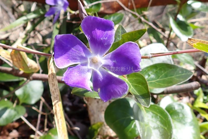 六甲山 八幡谷 ツルニチニチソウ