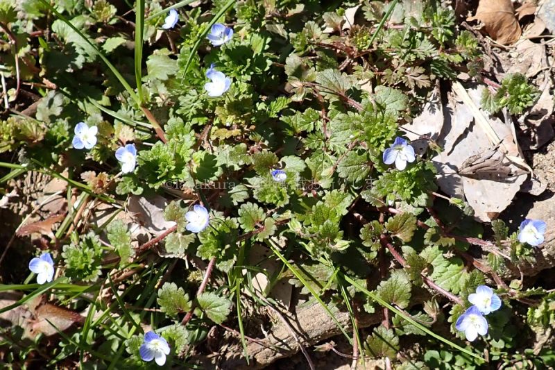 六甲山 八幡谷 オオイヌノフグリ