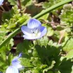 オオイヌノフグリ