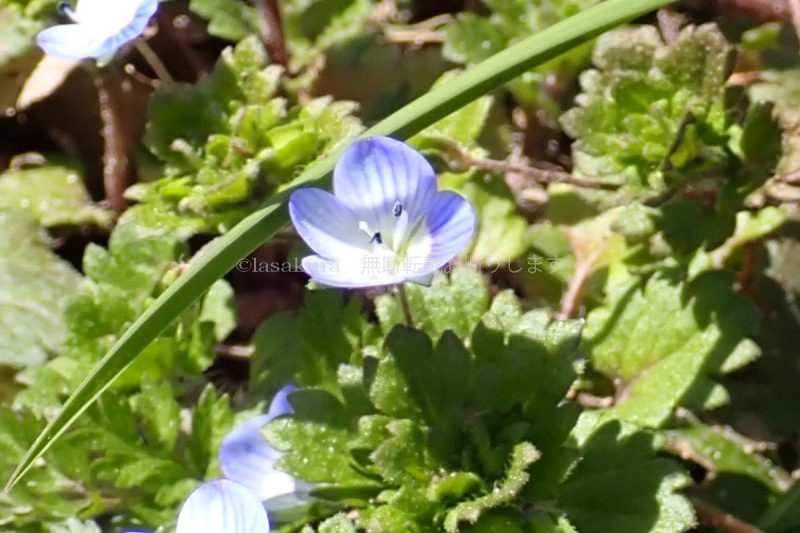 六甲山 八幡谷 オオイヌノフグリ