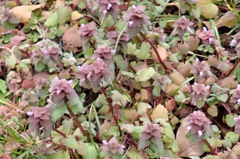 六甲山 保久良梅林 ヒメオドリコソウ