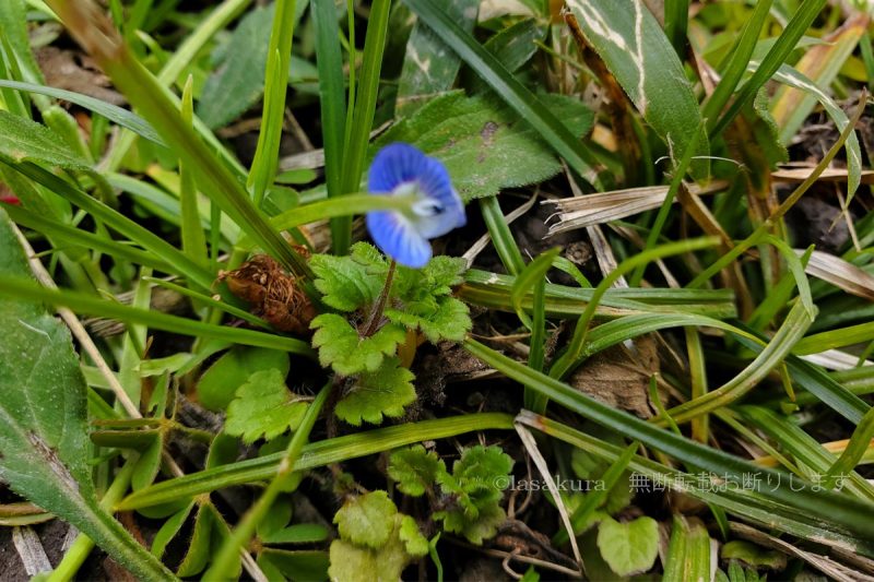 六甲山 金鳥山 オオイヌノフグリ