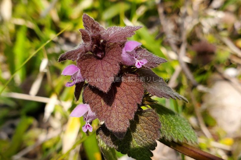 六甲山 保久良梅林 ヒメオドリコソウ