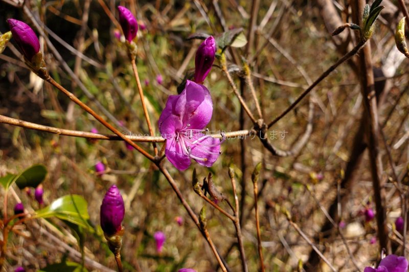 芦屋市 城山 コバノミツバツツジ