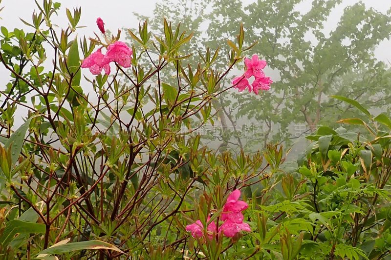 秋田駒ケ岳 ムラサキヤシオツツジ