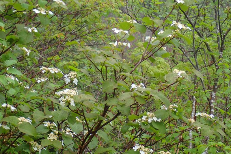 秋田駒ケ岳 オオカメノキ