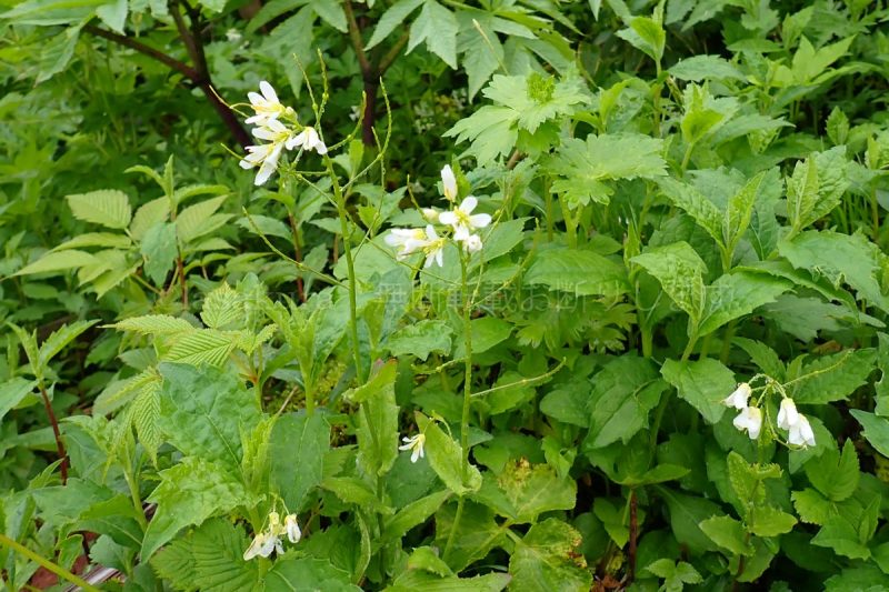 秋田駒ケ岳 イワテハタザオ