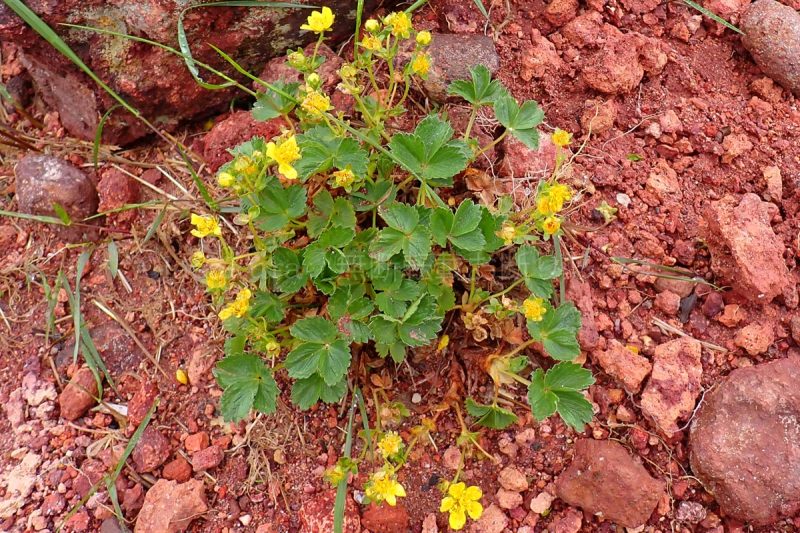 秋田駒ケ岳  ミヤマキンバイ