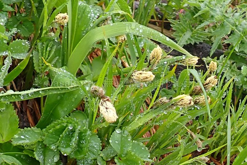 秋田駒ケ岳 コタヌキラン