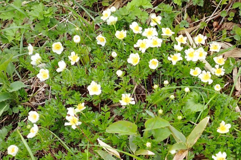 秋田駒ケ岳 チングルマ