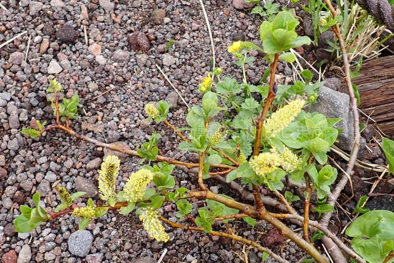秋田駒ケ岳 ミネヤナギ