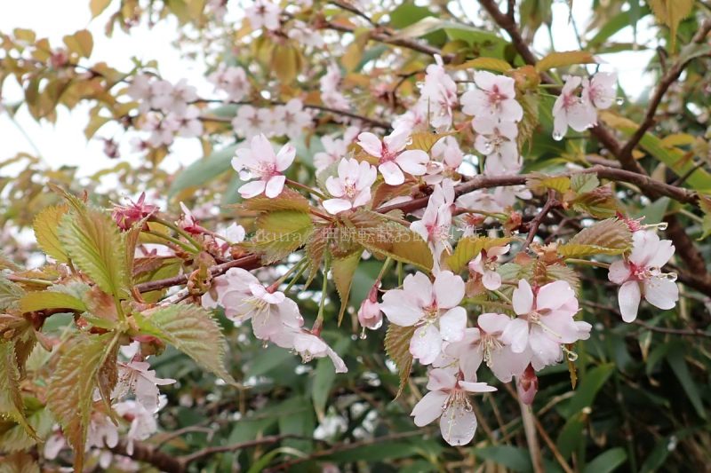 秋田駒ケ岳 タカネザクラ