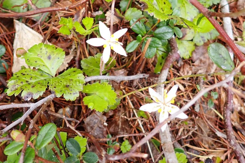 秋田駒ケ岳 ミツバオウレン